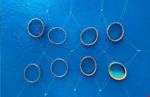 Avrupa Su Ürünleri Yetiştiricileri Federasyonu (FEAP) Balık Üretim Raporu